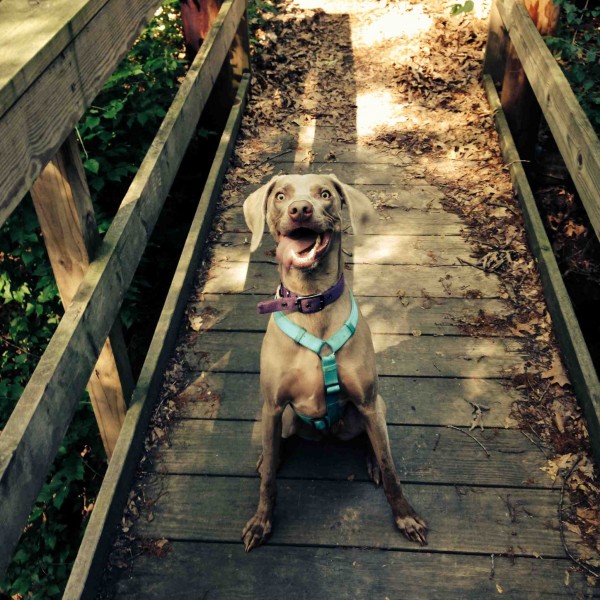 avere un weimaraner e andare a fare passeggiate con lui 