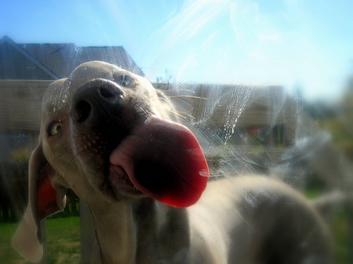 weimaraner con lingua fuori leccando una finestra