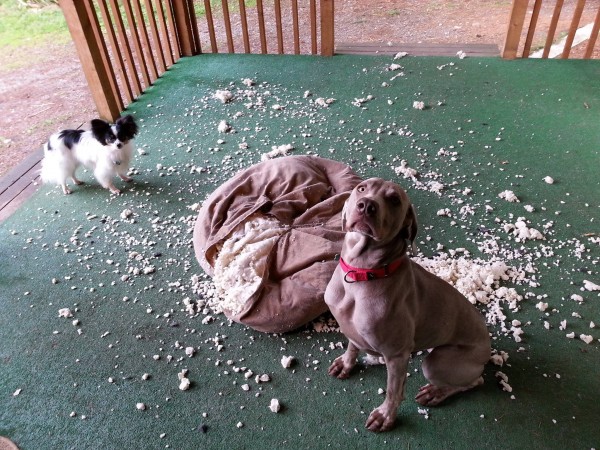 avere un weimaraner che distrugge i cuscini