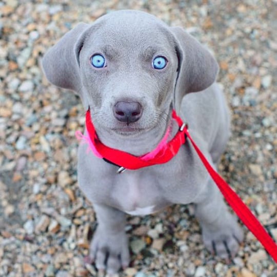 Come è avere un weimaraner