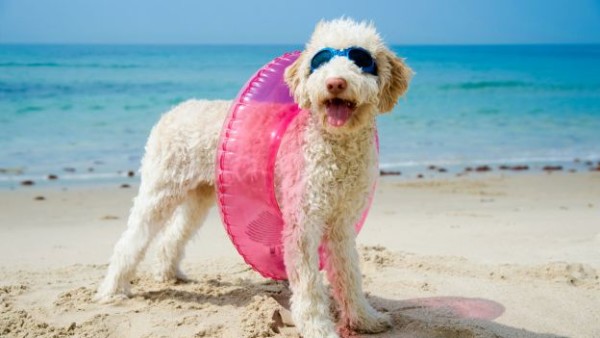 al mare con i cani barboncino bianco con occhiali azzurri e salvagente rosa