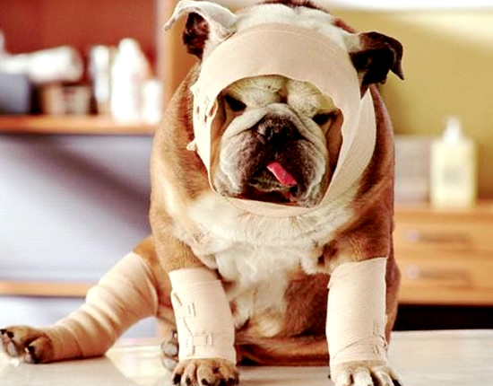 bulldog con fasce e bende color rosa nelle zampe e nella testa 