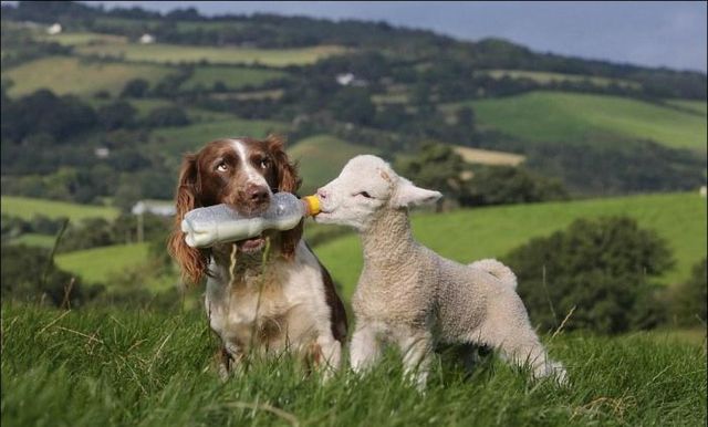 cane con pelo marrone e bianco e agnellino si aiutano per bere dal biberon in un prato verde con colline sullo sfondo
