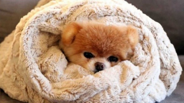 il cane non smette di tremare e si infila tra le coperte