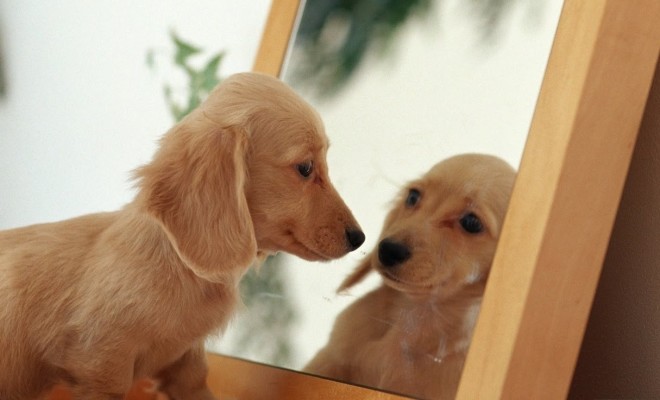 cane con pelo marroncino si guarda in uno specchio di legno 