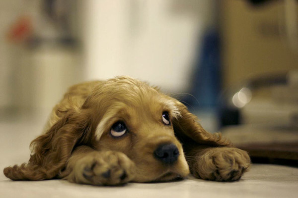 cane con pelo marroncino guarda stressato aspettando rimedi naturali per calmarsi 