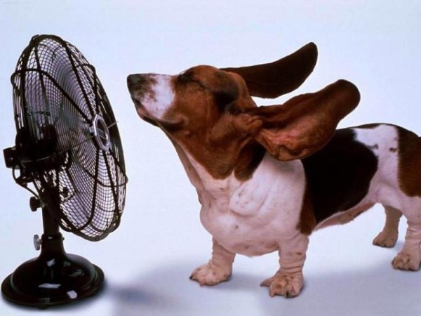cane bassotto con pelo marrone nero e bianco si sventola davanti a un ventilatore 