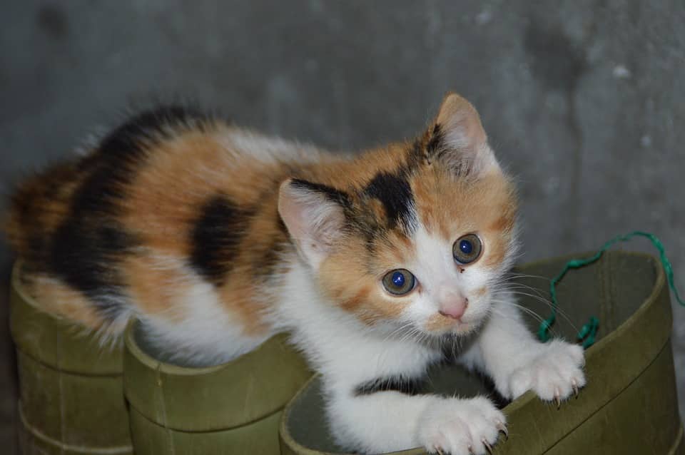 Calico Kittens Everything You Need To Know The Rover Blog Calico Kittens Everything You Need To Know The Rover Blog