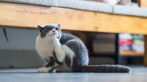 cat scratching itself