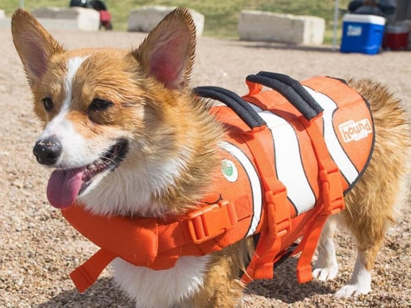 best dog life vest