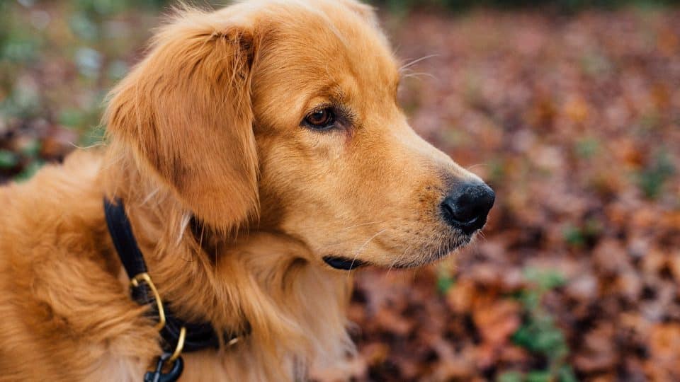 45+ Black Dachshund Golden Retriever Mix