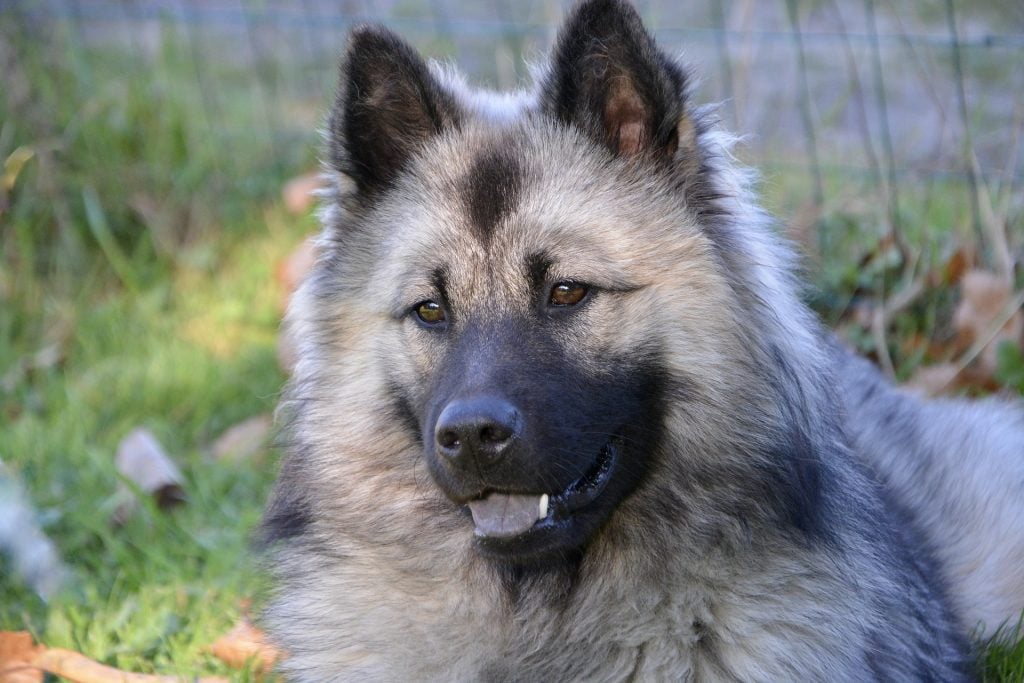 best dog food with no recalls