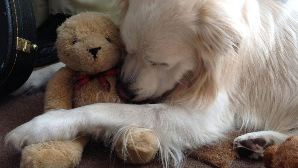 puppy hugging teddy bear