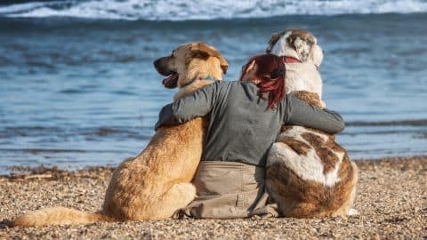 A woman at the pet-friendly beach in Chicago with her two dogs.
