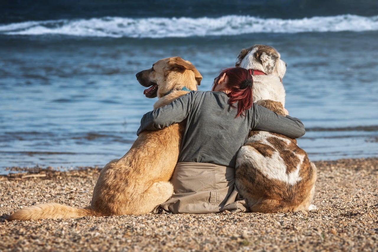 Where Can I Take My Dog Swimming Near Chicago The Dog People By