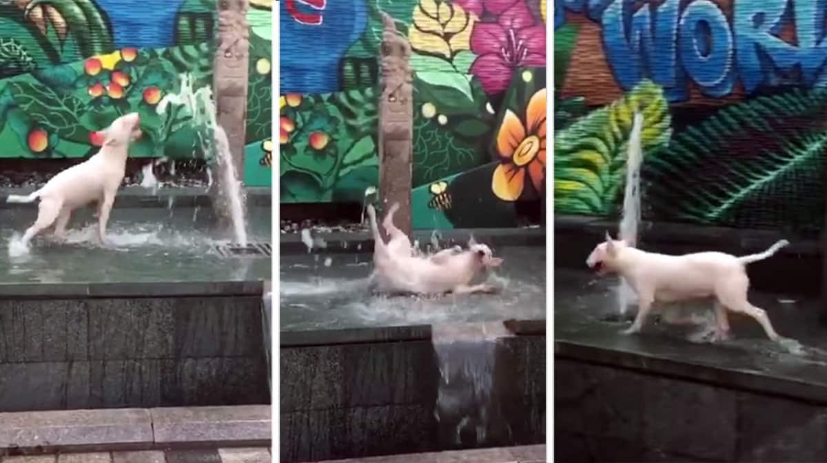 How Do Dogs Cool Off