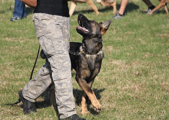 entrenamiento canino - perro siguiendo la orden Junto