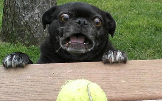 carlino vede una palla da tennis e fa una faccia strana
