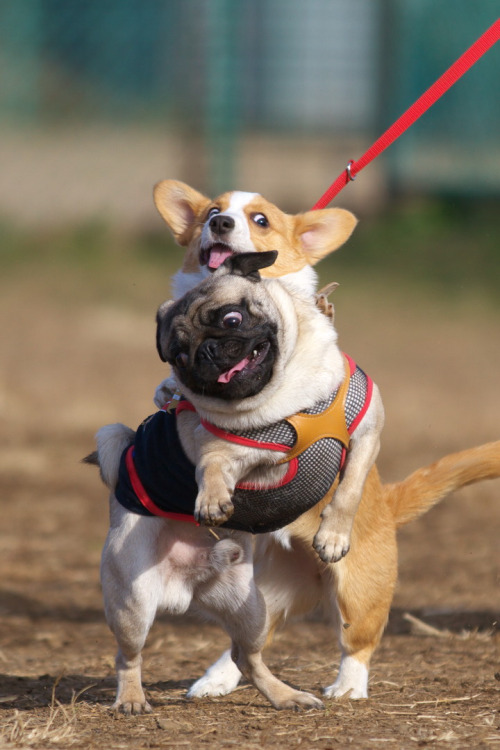 un carlino e un corgi giocano insieme al parco