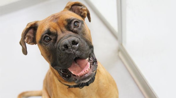 Boxer sorride imparando fantastici trucchetti per cani