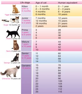 How many cat years is one human year?