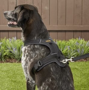 Dog in Mighty Paw Padded No-Pull Harness