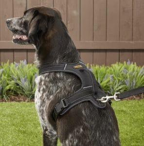 great dane puppy harness