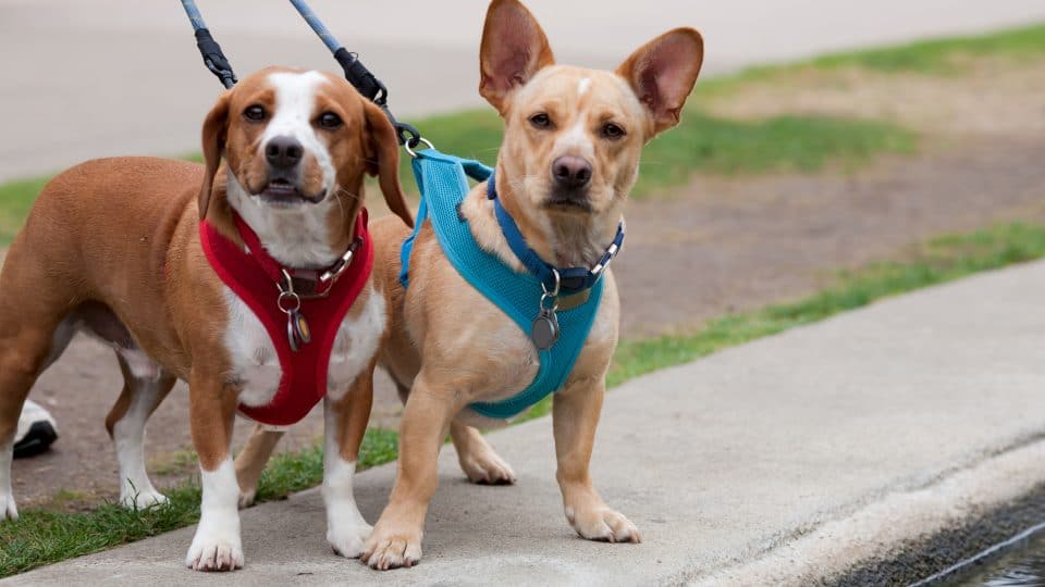 Two dogs in colorful padded harnesses