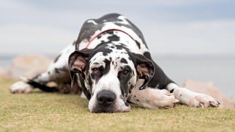 Great Dane resting on grass