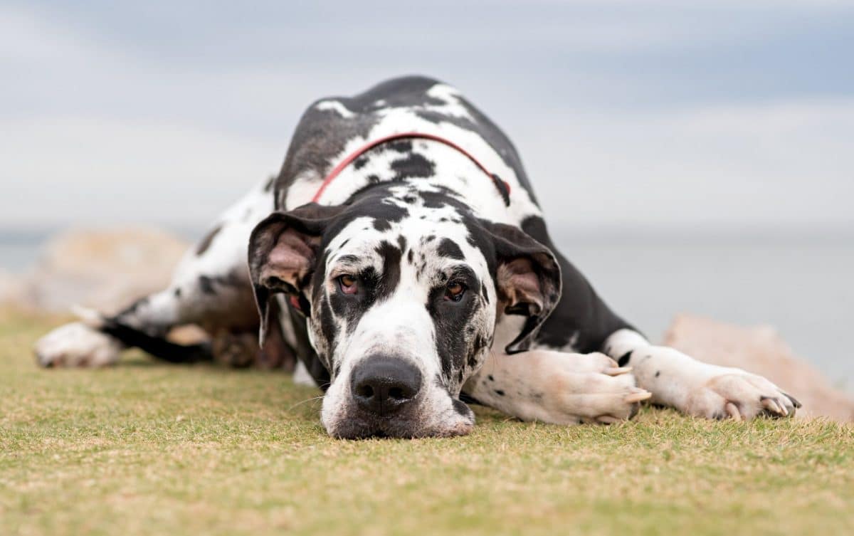 The 8 Best Harnesses For Great Danes