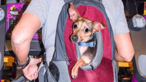 dog running backpack