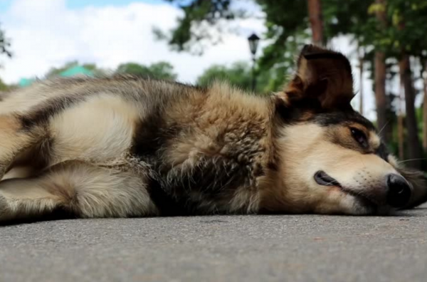 cane lupo con attacco epilettico nella strada