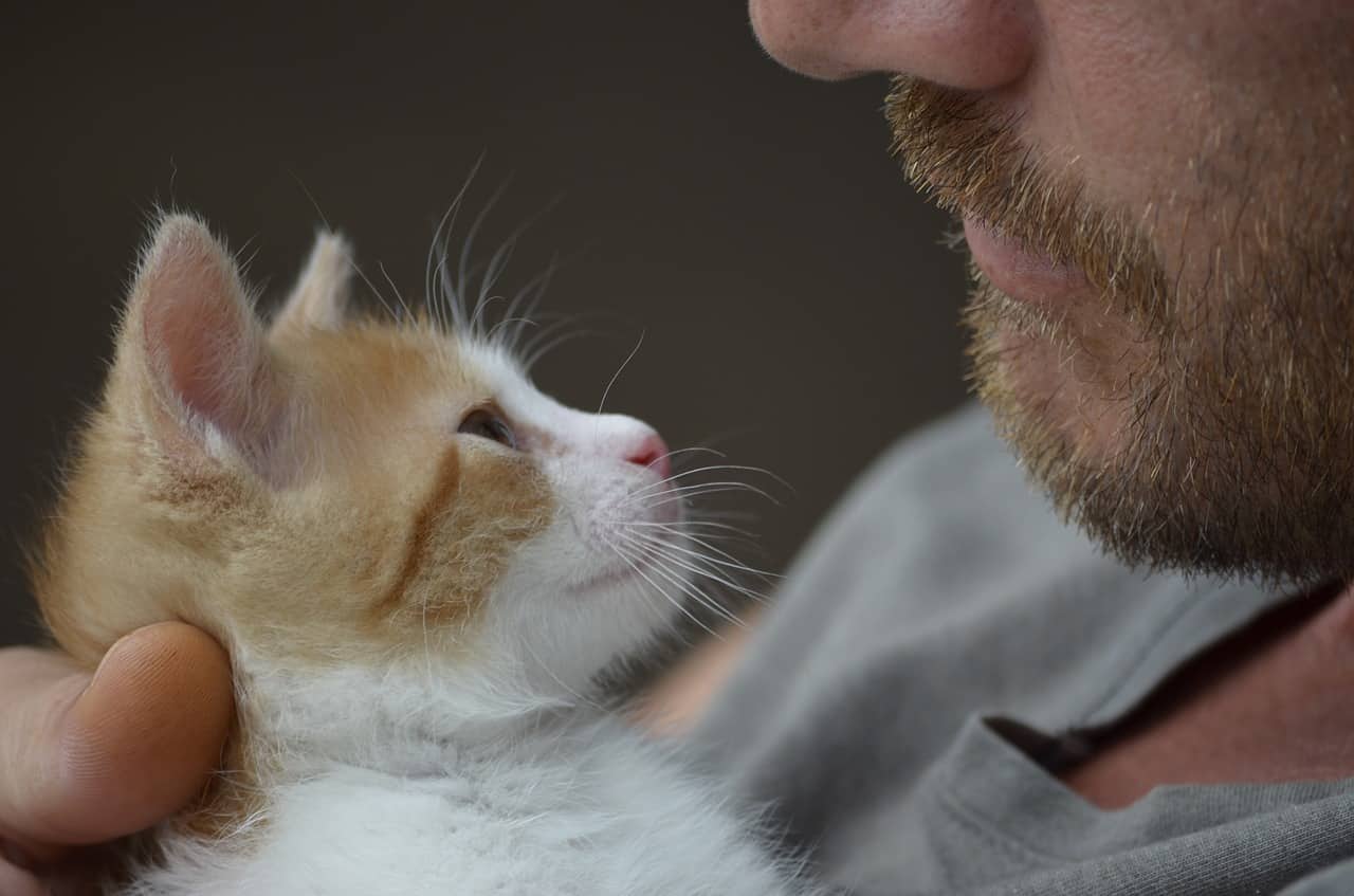 male cat names for cute kitten looking at man with beard