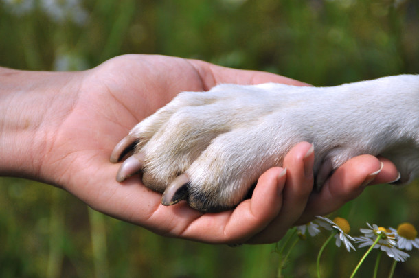 persona tocca una zampa di cane con pelo bianco in metafora delll'aiuto per la morte di un animale 