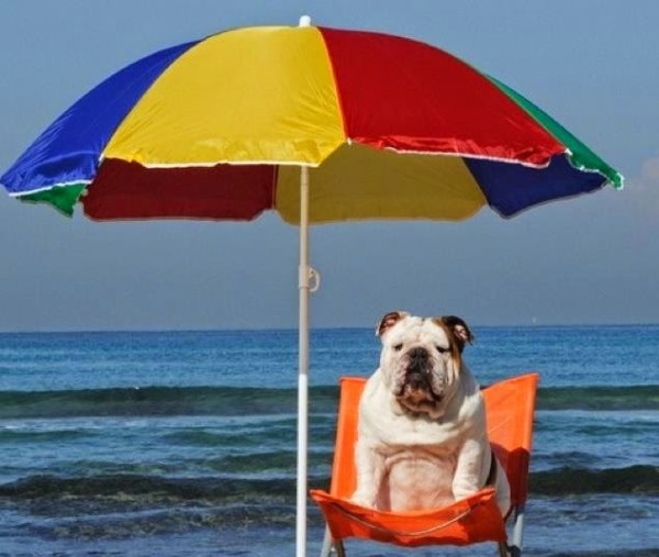 al mare con i cani bulldog francese sotto un ombrellone