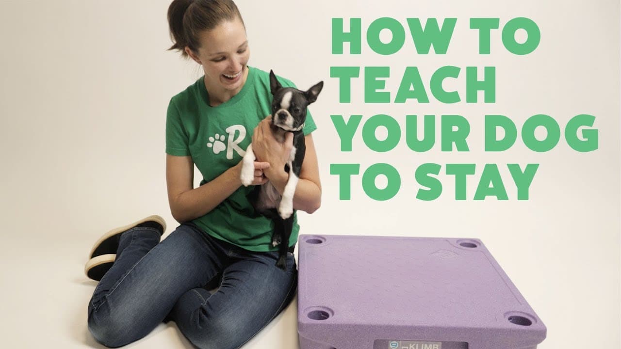 The 7 Most Important Dog Training Skills The Dog People
