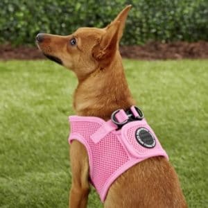 Small dog in pink Puppia step-in harness