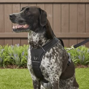 Large dog in padded no-pull harness