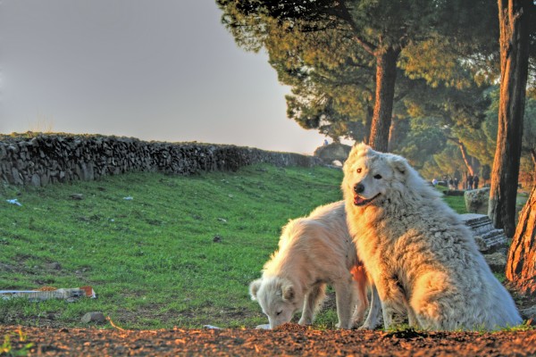 passeggiare con il cane a roma appia antica