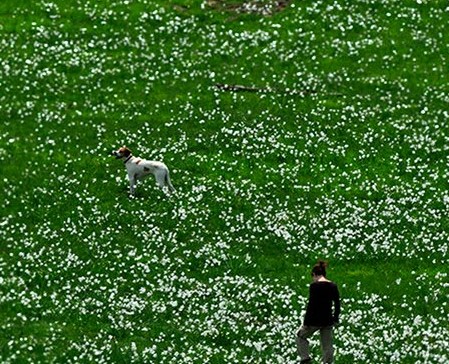 passeggiare con il tuo cane a genova il sentiero dei narcisi