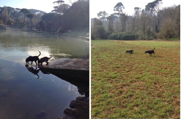 passeggiare con il tuo cane a roma villa ada 