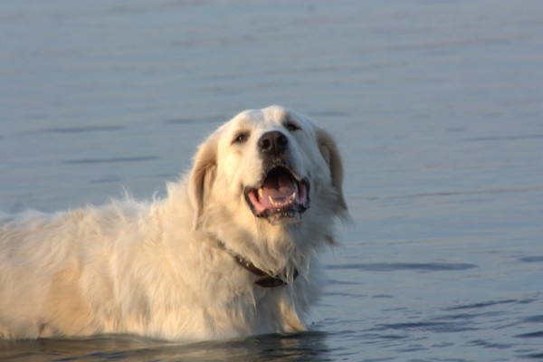 spiaggia dei gabbiani vicino a roma DogBuddy