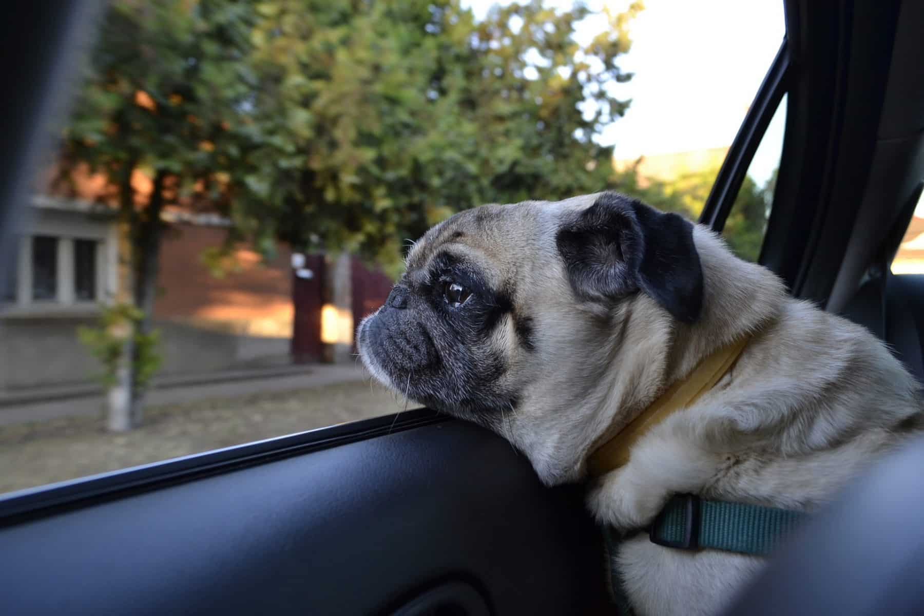 Car Sickness in Dogs Why it Happens and How to Help
