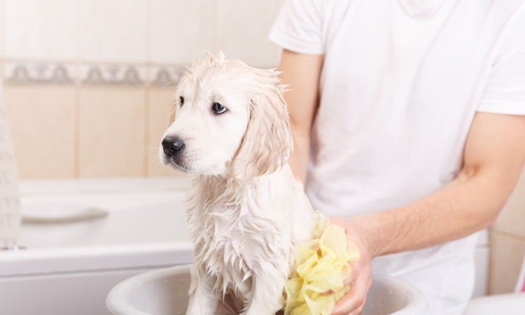 Fare il bagno al cane