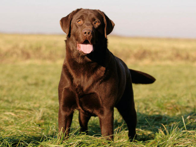 razze di cani preferite labrador con pelo marrone in un campo