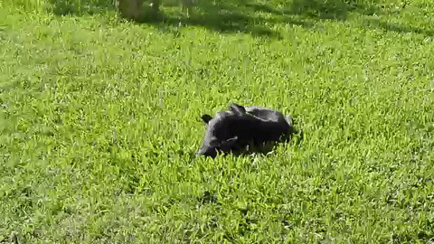 rolling-dog