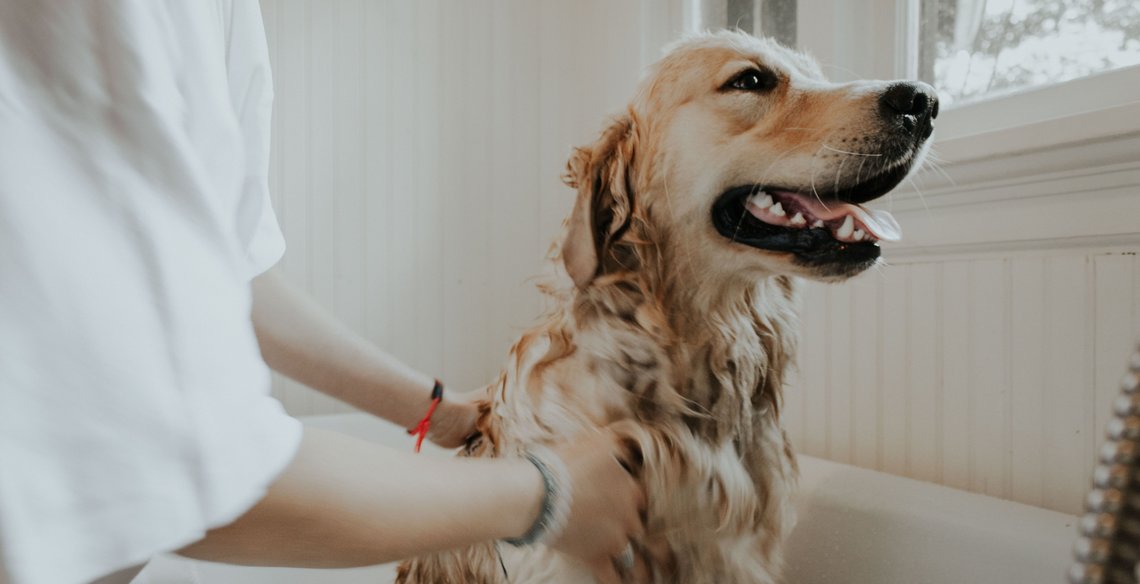 Hoe Vaak Moet Ik Mijn Hond Wassen Tips En Advies Voor Een Vrolijke Wasbeurt The Dog People Door Rover Com