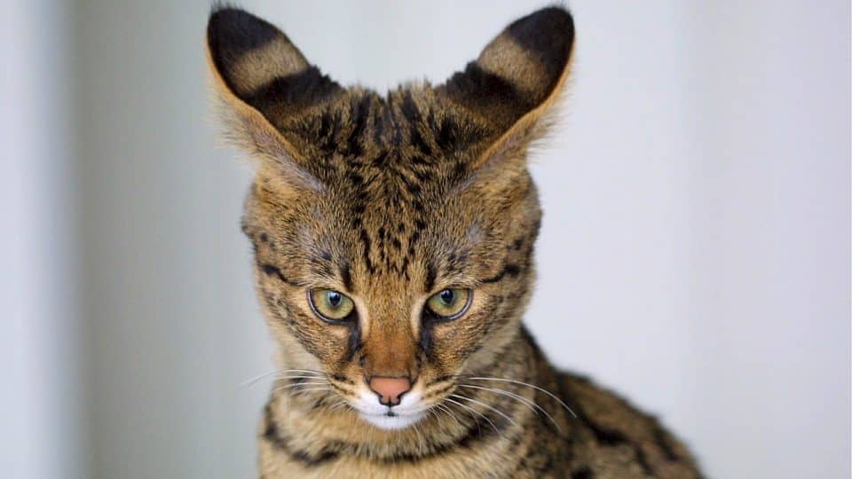 10 Surprising Facts About Savannah Cats The Dog People By Rover Com,How To Bleach Clothes