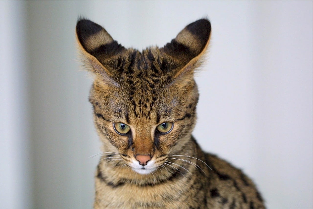 10 Surprising Facts About Savannah Cats The Dog People By Rover Com