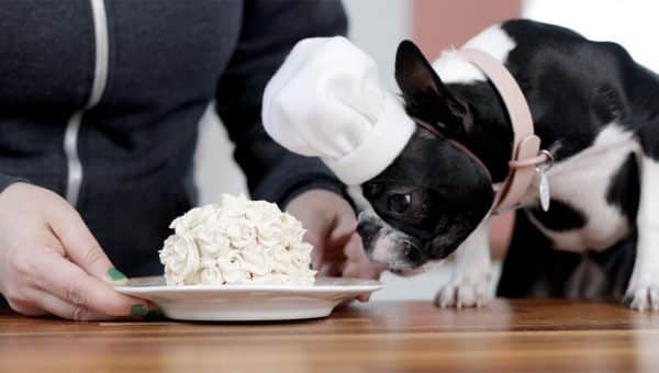 is spicy food bad for dogs